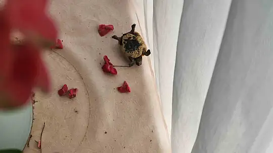 Asma tavandan gelen ses korkusu sürpriz sonla bitti