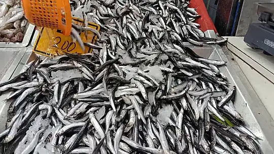 Tezgaha palamut darbesi