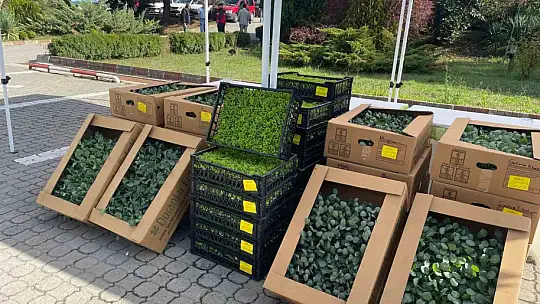 300 bin sebze fidesi dağıtıldı