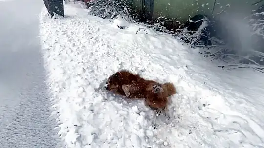 Bartın'da kar yağdı renkli renkli görüntüler ortaya çıktı
