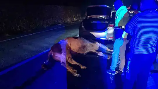 Bartın'da otomobil büyükbaş hayvana çarptı: 1 yaralı