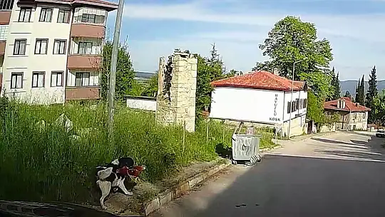 Başıboş köpek tavuğu alıp hızla uzaklaştı