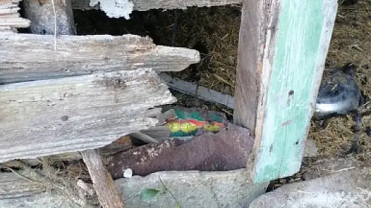 Başıboş köpekler, girdikleri kümeste 22 tavuğu telef etti