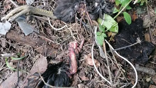 Başıboş köpekler, girdikleri kümeste 22 tavuğu telef etti