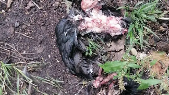 Başıboş köpekler, girdikleri kümeste 22 tavuğu telef etti