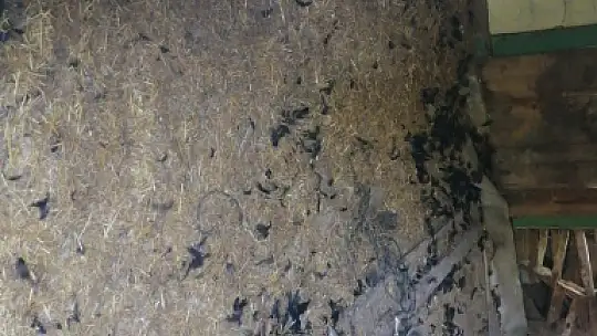 Başıboş köpekler, girdikleri kümeste 22 tavuğu telef etti
