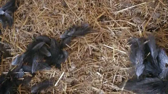 Başıboş köpekler, girdikleri kümeste 22 tavuğu telef etti