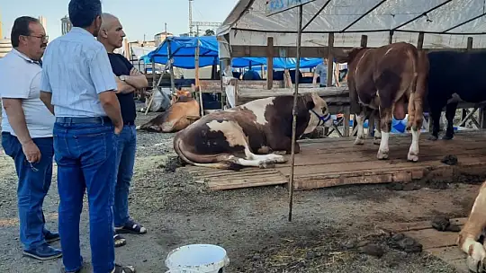 'İstanbul'a sevk edilen kurbanlıkların yüzde 60'ı satıldı'
