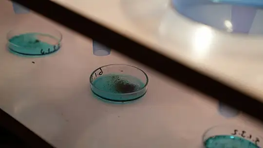 Batı Karadeniz orman fidanlıklarında toprak canlıları ilk kez araştırılıyor
