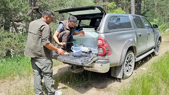Bolu'da 12 bin kırmızı benekli alabalık yavrusu orman içi derelere bırakıldı
