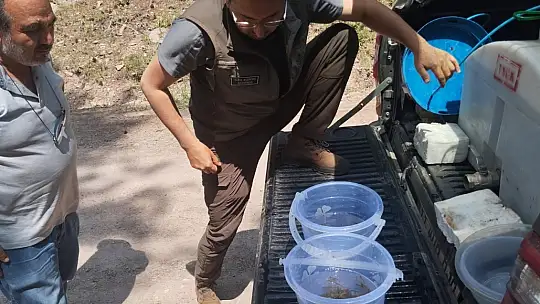 Bolu'da 12 bin kırmızı benekli alabalık yavrusu orman içi derelere bırakıldı