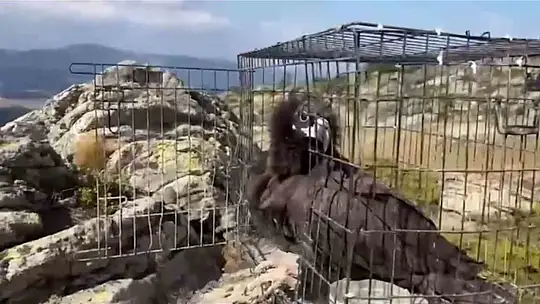 Bolu'da 132 yaban hayvanı tedavi edilerek doğaya salındı