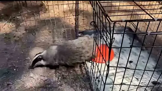 Bolu'da 132 yaban hayvanı tedavi edilerek doğaya salındı