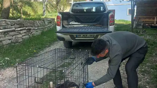 Bolu'da 3 ayda 15 yaban hayvanı tedavi edilerek doğaya salındı