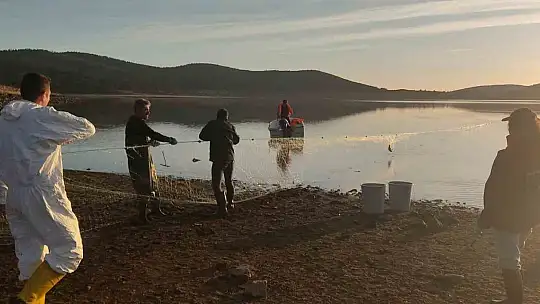Bolu'da 5 kilometrelik hayalet ağ toplandı: 500 balık canlı kurtarıldı