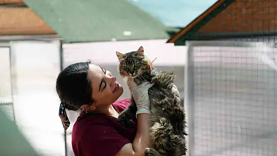8 ayda 621 kedi ve köpek sahiplendirildi