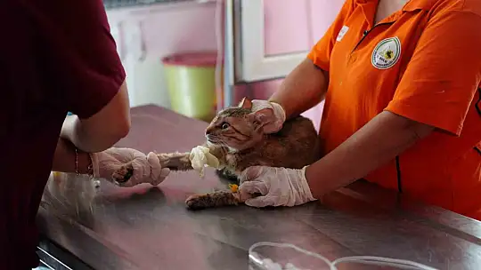 8 ayda 621 kedi ve köpek sahiplendirildi