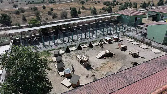 8 ayda 621 kedi ve köpek sahiplendirildi