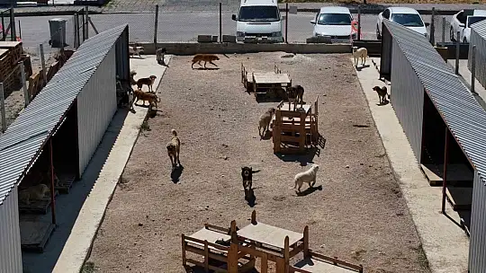 8 ayda 621 kedi ve köpek sahiplendirildi
