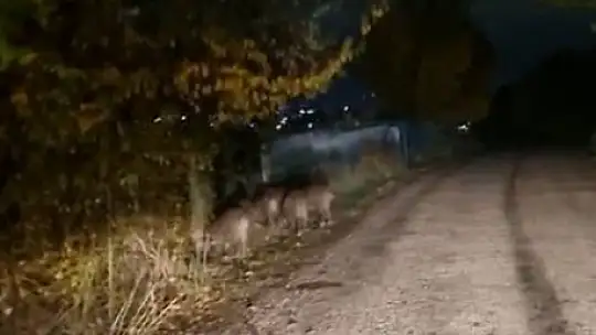 Bolu'da aç kalan domuz sürüsü yola indi