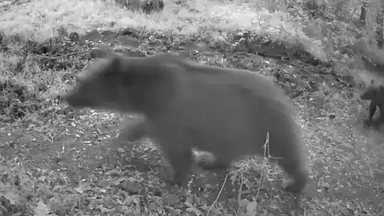 Bolu'da anne ayı ve 3 yavrusu görüntülendi