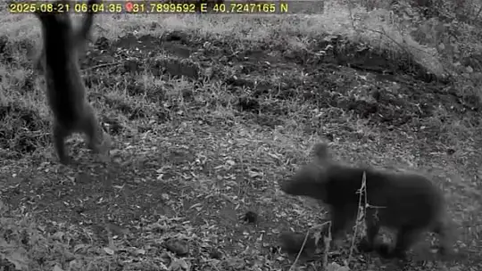 Bolu'da anne ayı ve 3 yavrusu görüntülendi