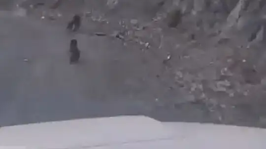 Bolu'da anne ayı ve yavrusu korkuyla dağa tırmandı, o anlar kamerada