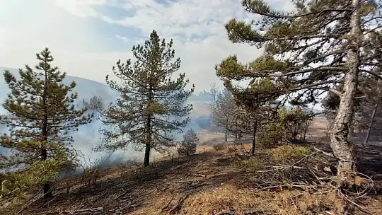 Bolu'da aynı ilçede 2 farklı orman yangını