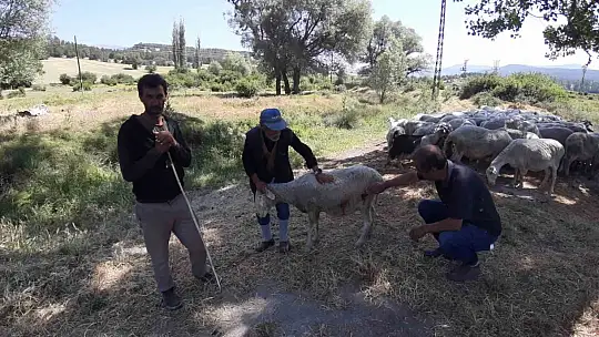 Bolu'da başıboş köpekler sürüye saldırdı: