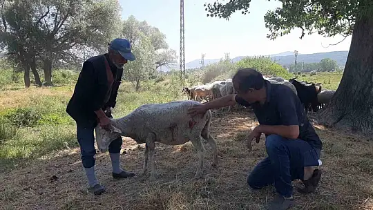 Bolu'da başıboş köpekler sürüye saldırdı: