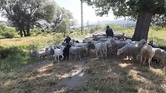 Bolu'da başıboş köpekler sürüye saldırdı: