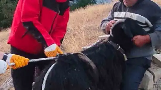 Bolu'da çukurda mahsur kalan keçiyi itfaiye ekipleri kurtardı