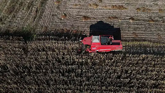 Bolu'da dane mısır hasadı başladı