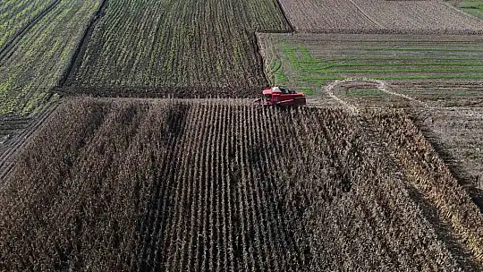Bolu'da dane mısır hasadı başladı