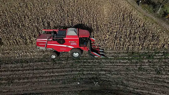 Bolu'da dane mısır hasadı başladı