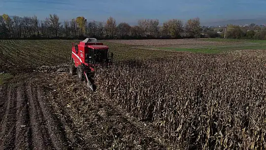 Bolu'da dane mısır hasadı başladı