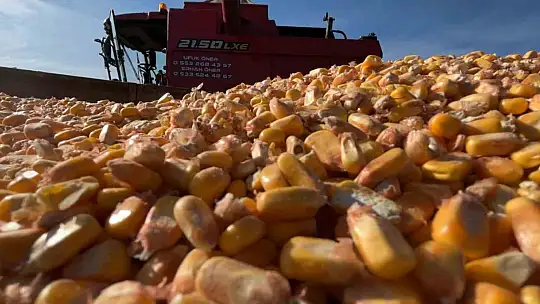 Bolu'da dane mısır hasadı başladı