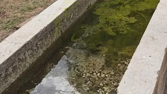 Duyarlı vatandaş, hayvanların su içtiği yosunlu çeşmeyi temizledi