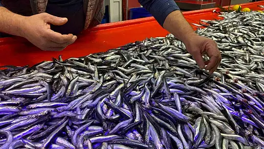 Bolu'da hamsinin kilosu 150 liraya düştü