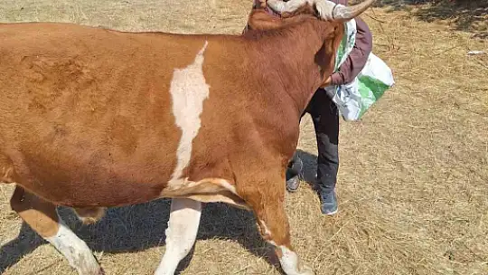 Bolu'da ineğin kafası tarım aletine sıkıştı