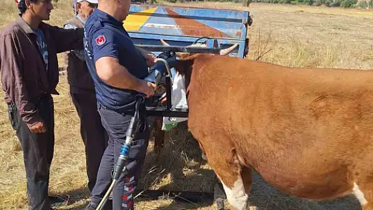 Bolu'da ineğin kafası tarım aletine sıkıştı