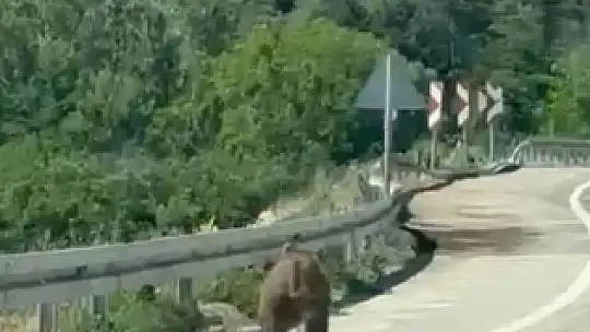 Bolu'da kara yoluna çıkan ayı cep telefonuna yansıdı
