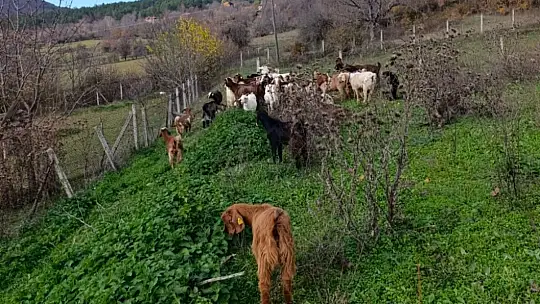 Bolu'da kayıp hayvanlar dronla bulundu