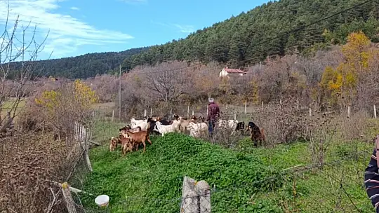 Bolu'da kayıp hayvanlar dronla bulundu