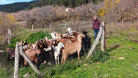 Bolu'da kayıp hayvanlar dronla bulundu