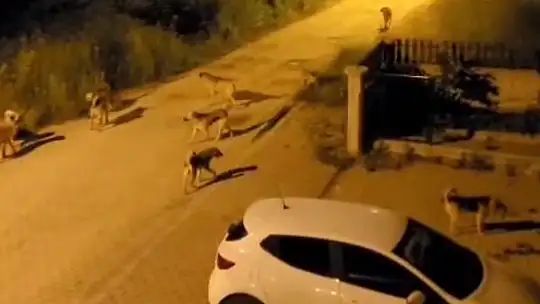 Bolu'da köpek sürüsü tedirginliği