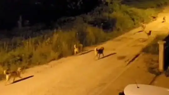 Bolu'da köpek sürüsü tedirginliği