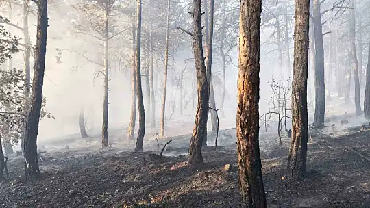 Bolu'da küle dönen 20 hektar ormanda, soğutma çalışması sürüyor