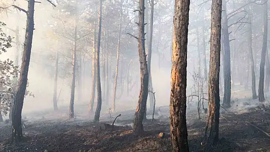 Bolu'da küle dönen 20 hektar ormanda, soğutma çalışması sürüyor