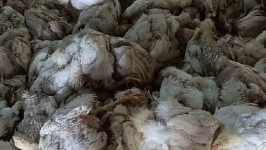 Kümesin havalandırması devre dışı kalınca 4 bin tavuk telef oldu